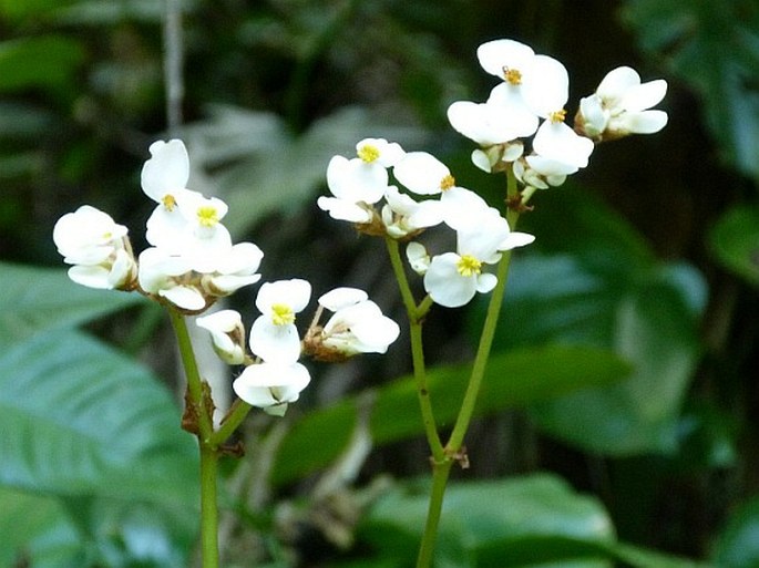 BEGONIA SERICONEURA Liebm. – kysala