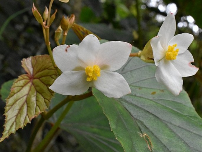 BEGONIA MEGALANTHA Merr. – kysala