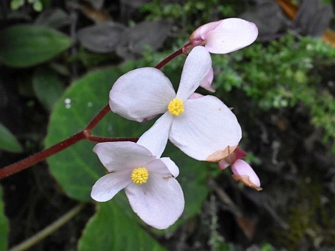 BEGONIA ALBA Merr. – kysala