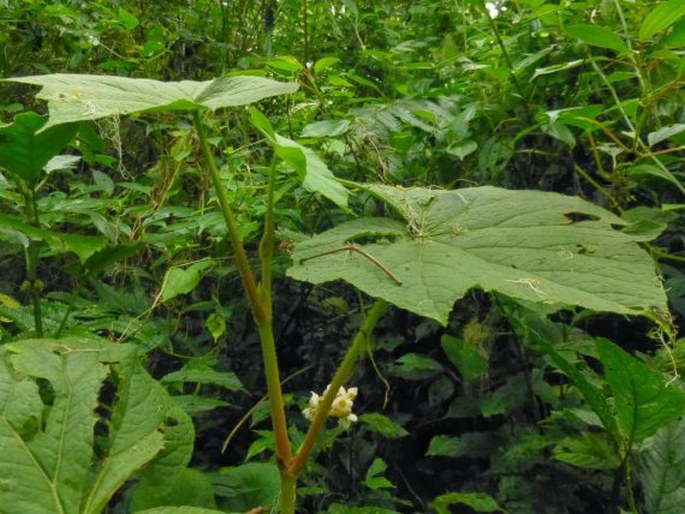 Begonia multangula