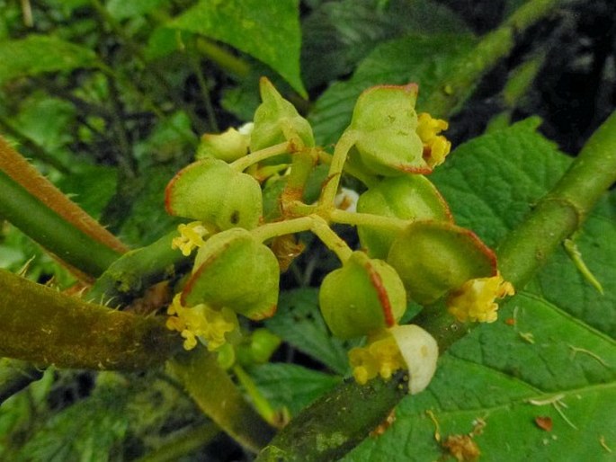 Begonia multangula