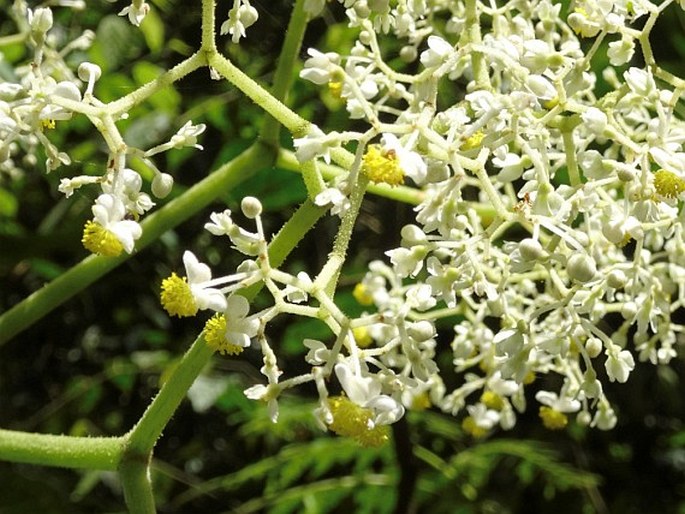 BEGONIA PARVIFLORA Poepp. et Endl. – kysala