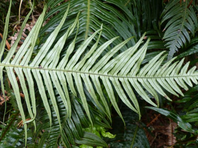 BLECHNUM ATTENUATUM (Sw.) Mett. - žebrovice / rebrovka