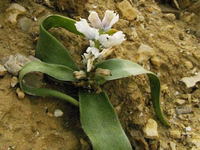 BELLEVALIA DESERTORUM Eig et Feinbrun