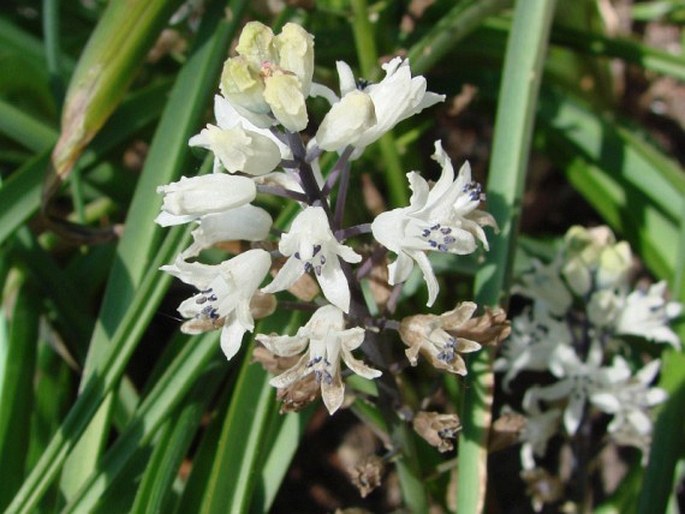 BELLEVALIA ROMANA (L.) Sweet