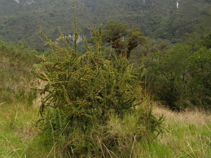 Berberis lutea