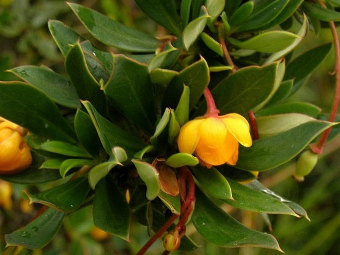 Berberis lutea