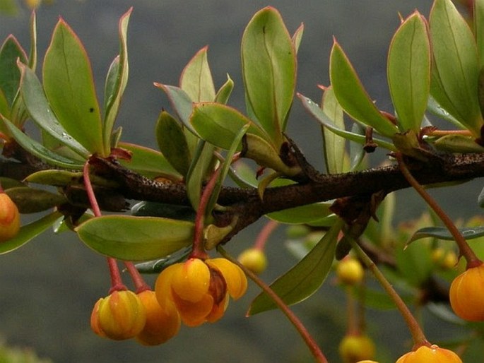 Berberis lutea