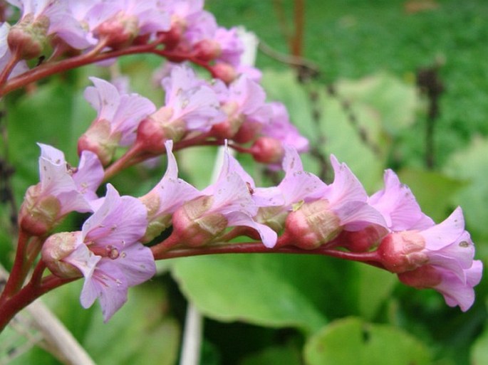 Bergenia crassifolia