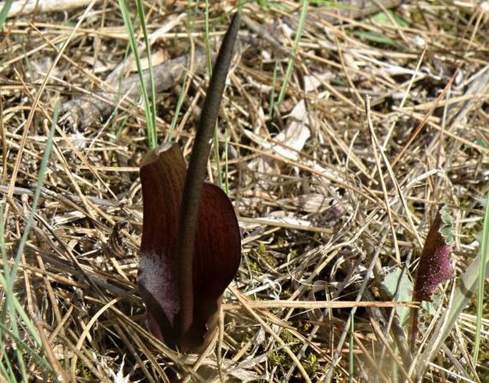 Biarum tenuifolium