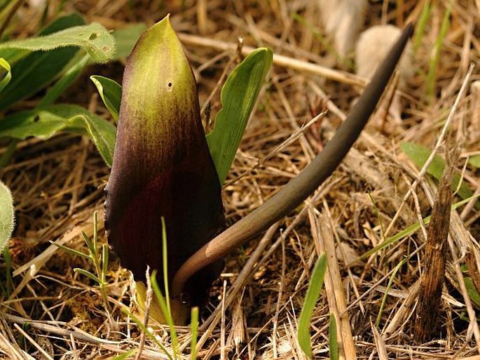 Biarum tenuifolium