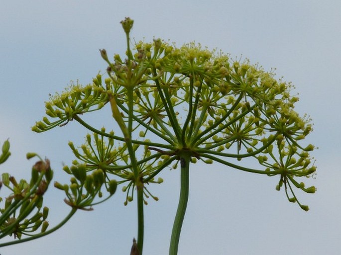 Billburttia capensoides