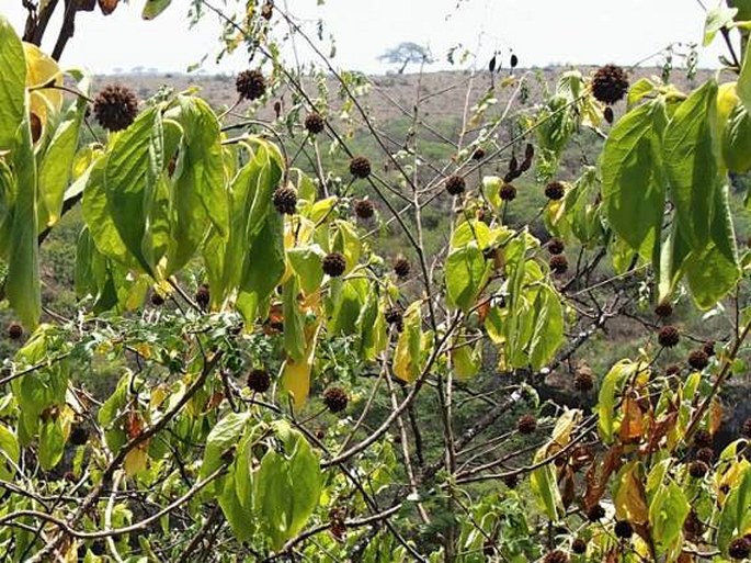 Blepharispermum hirtum