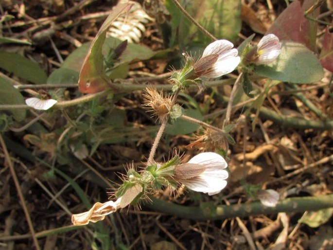 Blepharis maderaspatensis