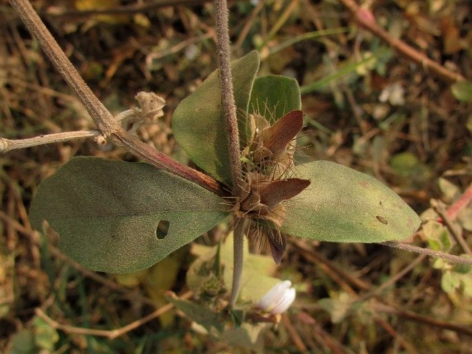 Blepharis maderaspatensis