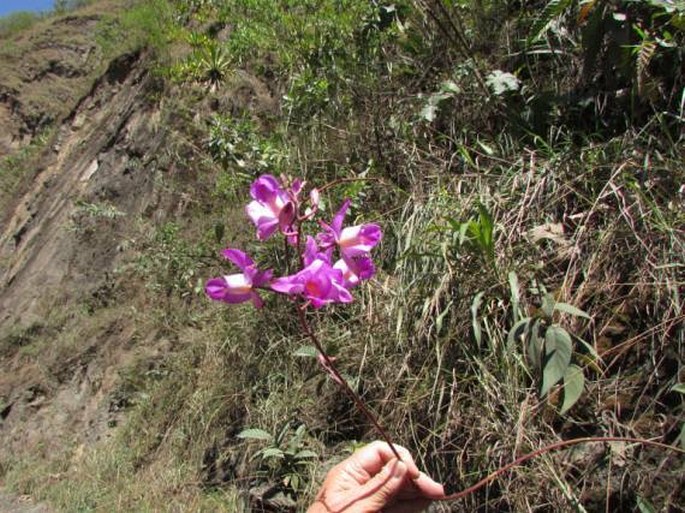 Bletia catenulata