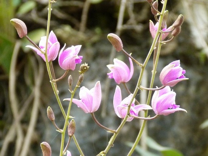 Bletia purpurea