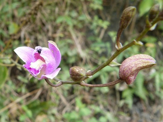 Bletia purpurea