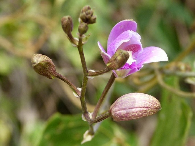 Bletia purpurea