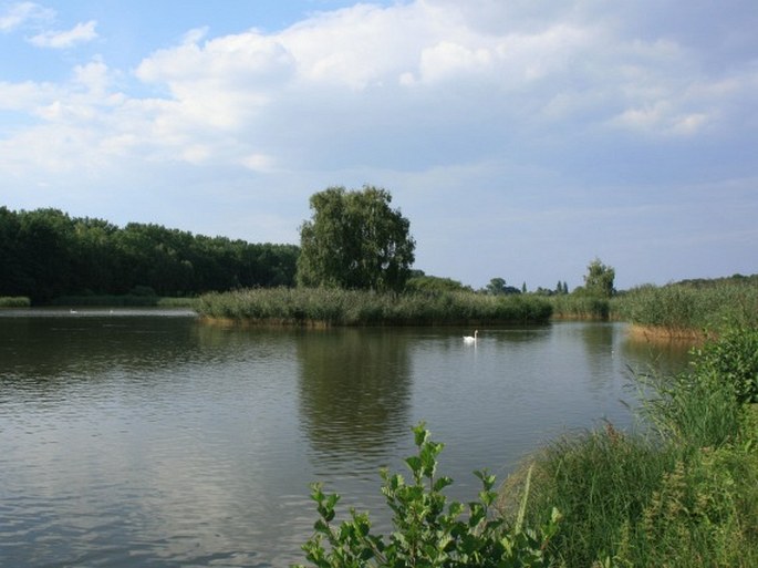 Pardubické Polabí, Bohdanečský rybník - národní přírodní rezervace