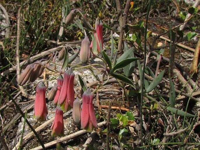 Bomarea albimontana