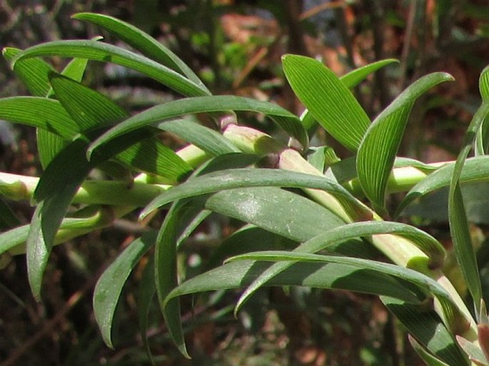 Bomarea albimontana