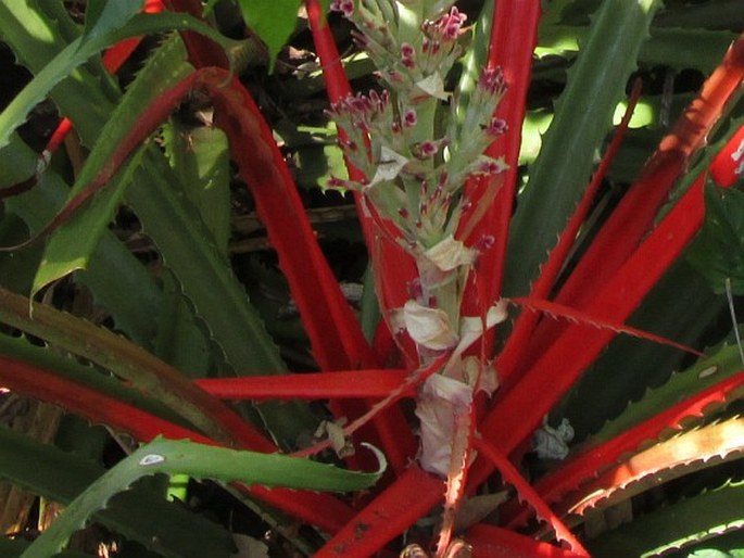 Bromelia pinguin