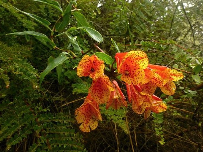 Bomarea multiflora