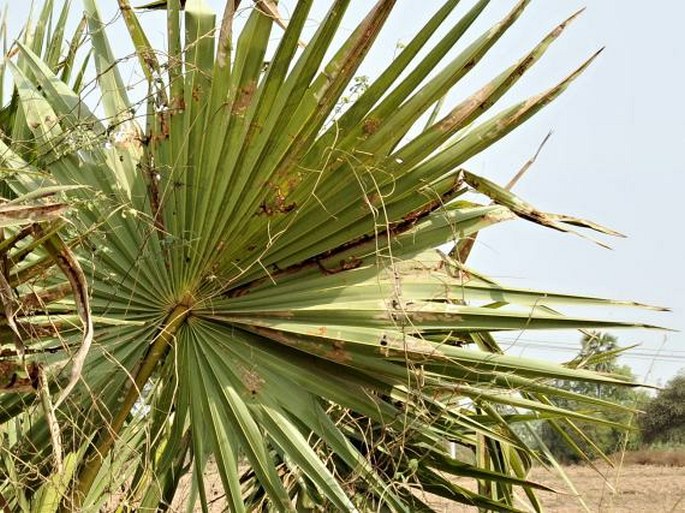 Borassus flabellifer