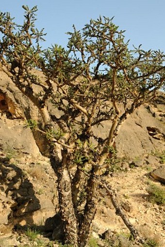 Boswellia sacra