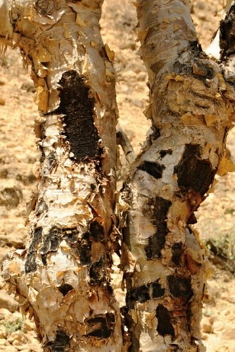 Boswellia sacra