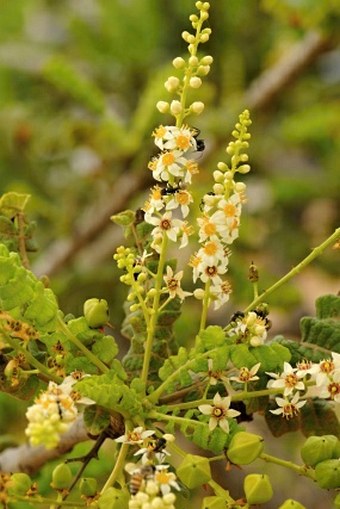 Boswellia sacra