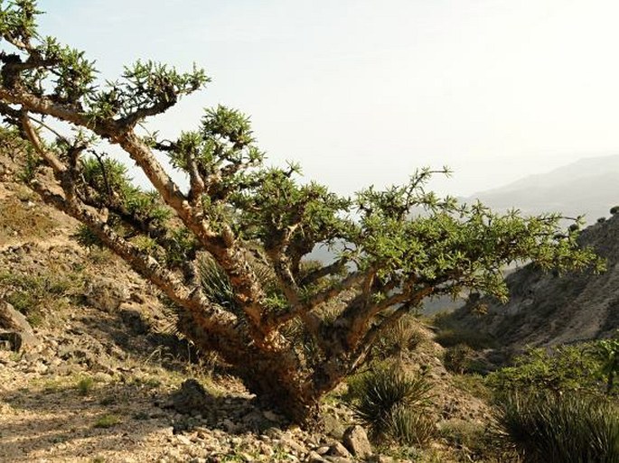 Boswellia sacra