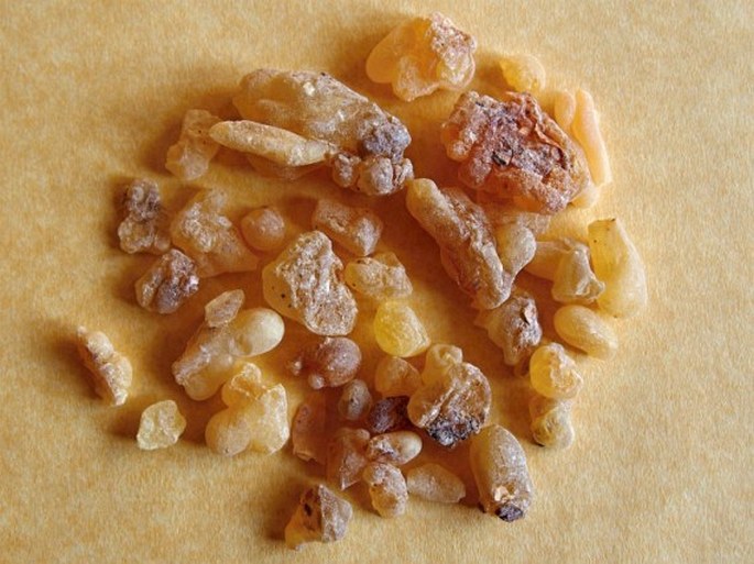 Boswellia sacra