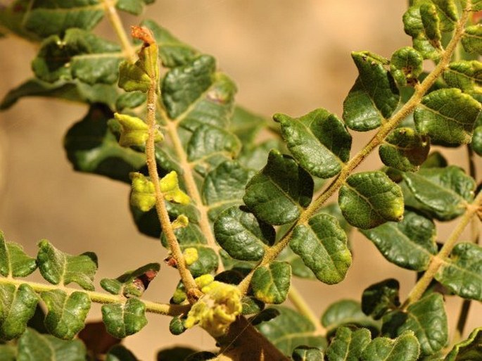 Boswellia sacra