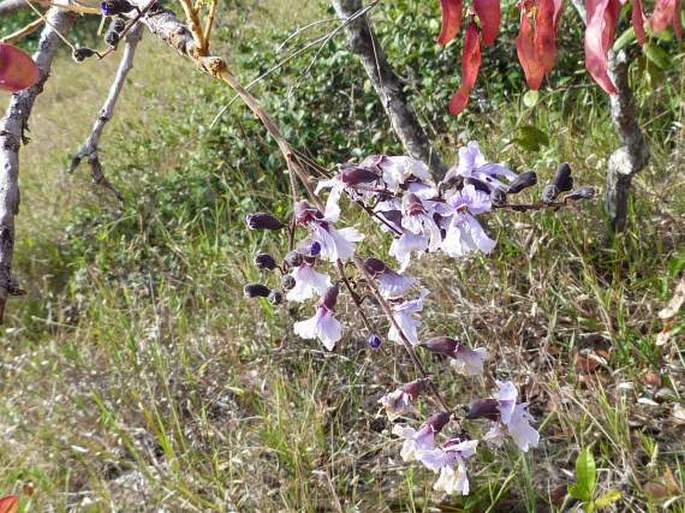 BOWDICHIA VIRGILIOIDES Kunth