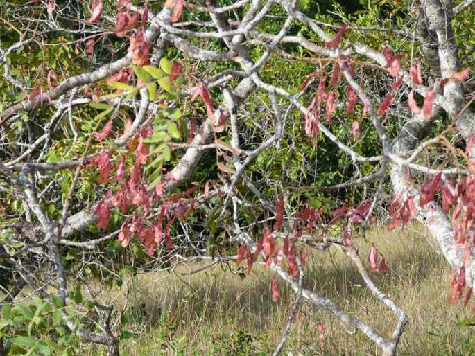 Bowdichia virgilioides