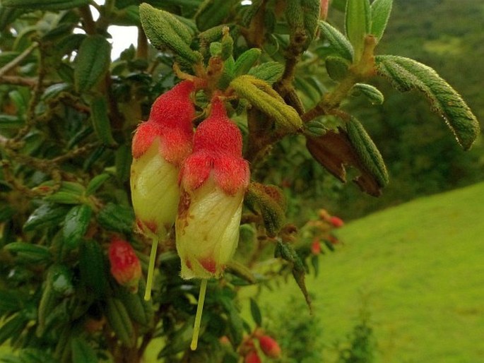 Brachyotum ledifolium