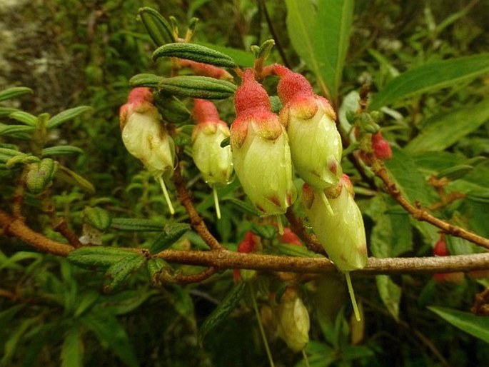 Brachyotum ledifolium