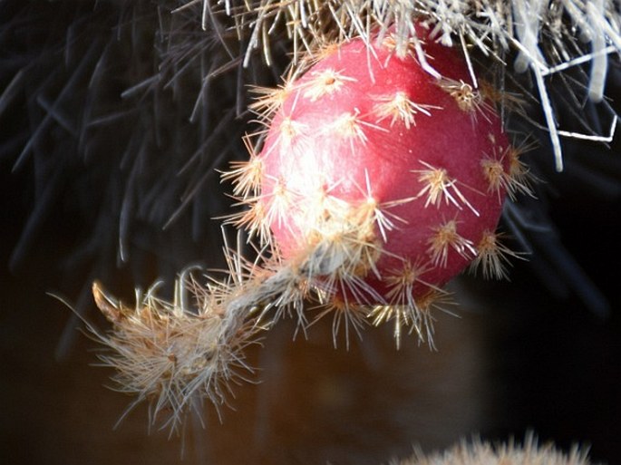 Brachycereus nesioticus