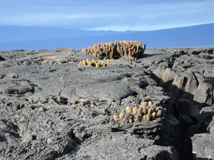 Brachycereus nesioticus