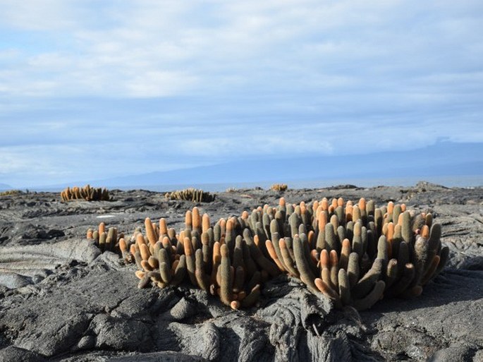 Brachycereus nesioticus