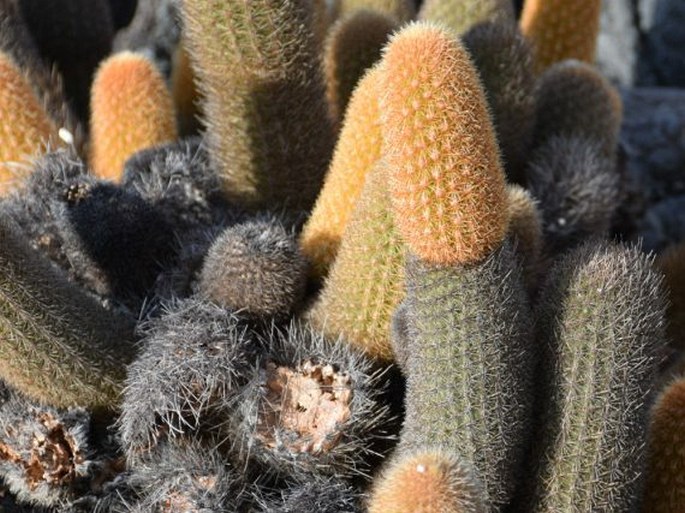 Brachycereus nesioticus