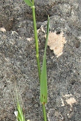Brachypodium megastachyum