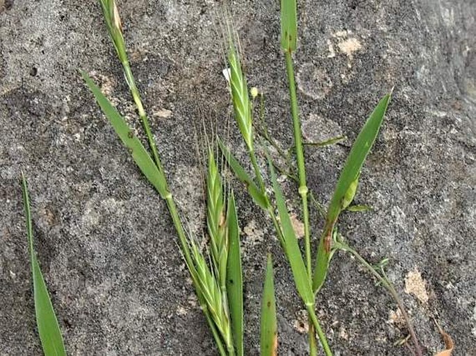 BRACHYPODIUM DISTACHYON (L.) P. Beauv. – válečka / mrvica