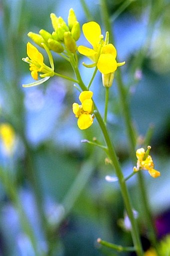 Brassica juncea