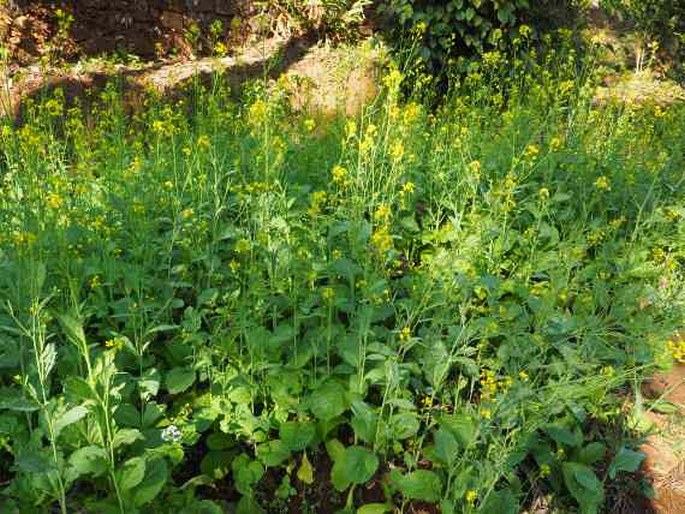 Brassica juncea