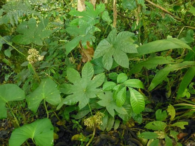 Brassaiopsis sumatrana