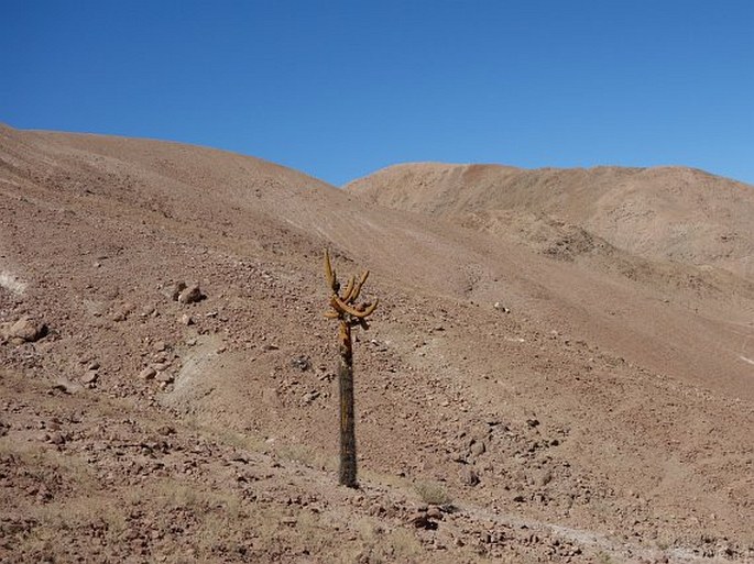 Browningia candelaris