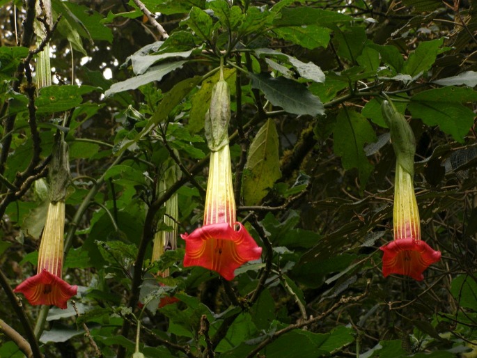 Brugmansia sanguinea